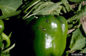 uploads/images/disease/fruit rot of capsicum.jpg